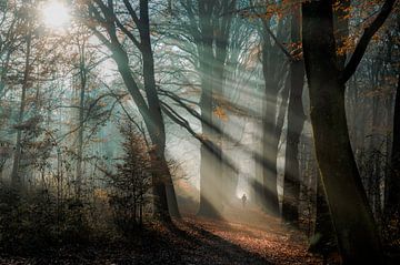 le soleil à travers les arbres