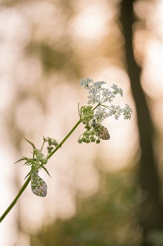 Vlinder (oranjetipje - Anthocharis cardamines) in de vroege ochtend
