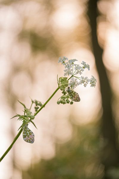 Butterfly (orange tip - Anthocharis cardamines) in the early morning by Moetwil en van Dijk - Fotografie
