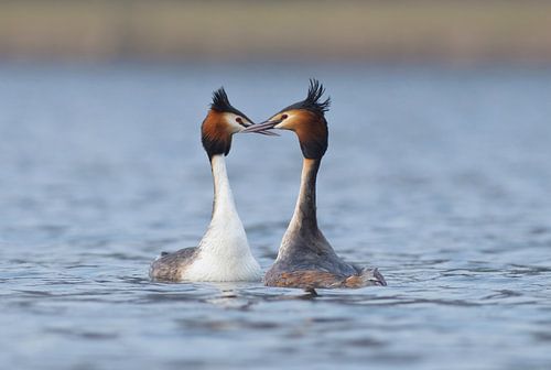 The X-factor van Remco Van Daalen