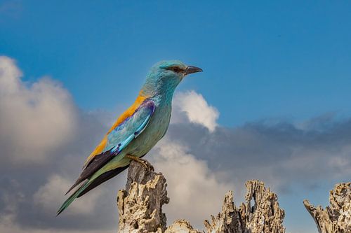 De Scharrelaar (European Roller), Coracias garrulus.