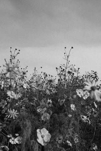 Wilde bloemen van Daisy Tuinder