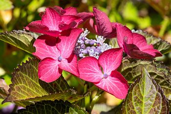 Tuinhortensia (Hydrangea macrophylla)