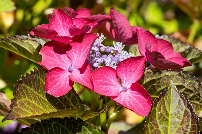 Garden hydrangea (Hydrangea macrophylla) by Alexander Ludwig