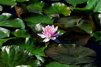 Rosa Seerose im Graben