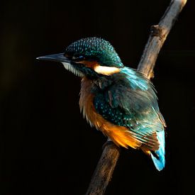 Kingfisher. sur Wouter Van der Zwan