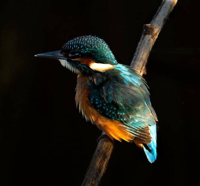 Kingfisher. by Wouter Van der Zwan