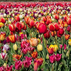 tulpen in de bollenstreek van Hélène Wiesenhaan