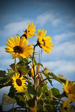 Tournesol sur Herwin van Rijn