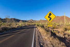 SAGUARO NATIONAL PARK Bajada Loop Drive by Melanie Viola
