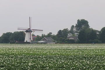 Un moulin blanc dans un paysage blanc. sur Silvia Weenink