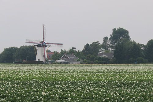 Un moulin blanc dans un paysage blanc.