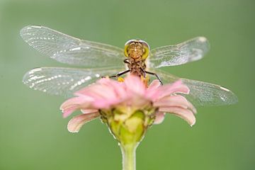 Ziegelroter Heidelibel auf Blume von Jeroen Stel