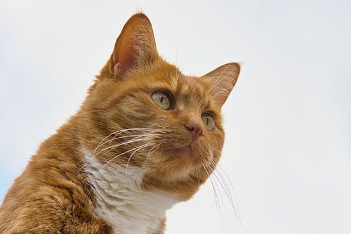 Rode kat die in de verte kijkt.