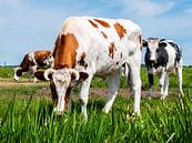 Koeien in weiland van Charlotte Dirkse thumbnail