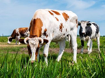 Koeien in weiland van Charlotte Dirkse