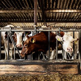 Boîtes de conserve de l'étable sur Marco Leeggangers