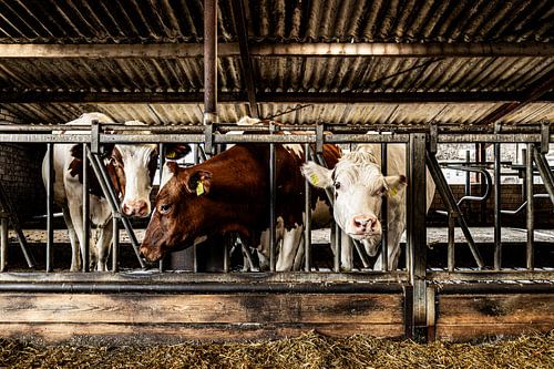 Dosen aus dem Kuhstall