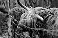 Scottish Highlander