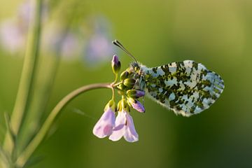 oranjetipje op een pinksterbloem van Susan van Etten