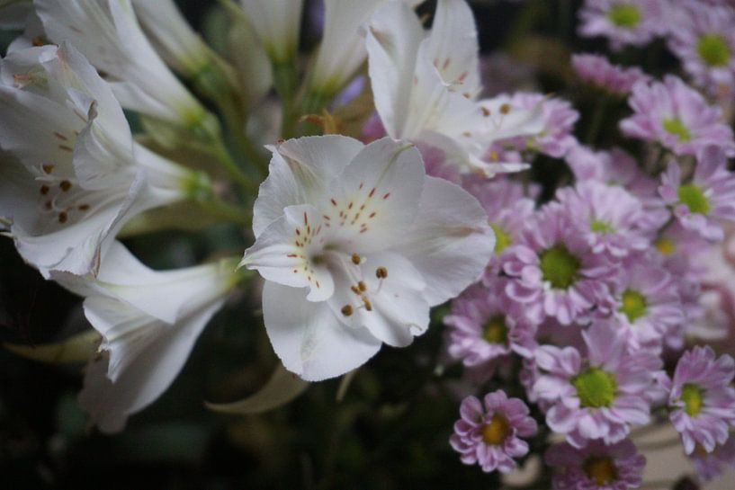Blumen von Kimberly Van Muylder