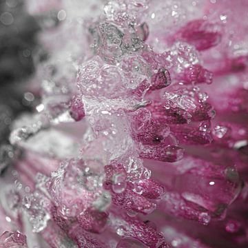Schmelzende Eiskristalle auf einem Gänseblümchen von Anne Ponsen