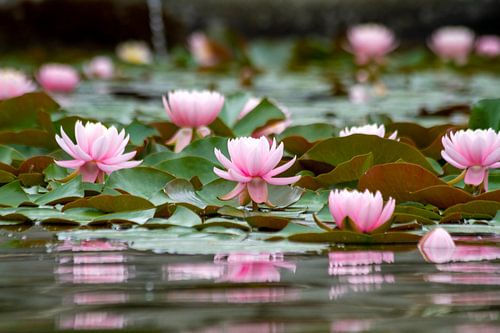 Waterlelies met weerspiegeling