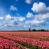Moulin à bascule avec tulipes roses et ferme près d'Obdam sur René Groeneveld