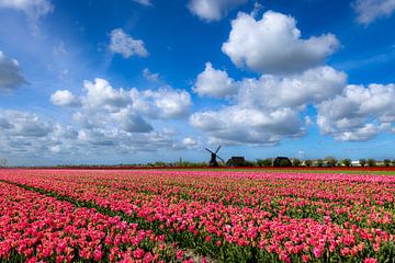 Wipmolen met roze tulpen en boerderij bij Obdam van René Groeneveld