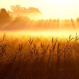 Radiant sur Annet Piek