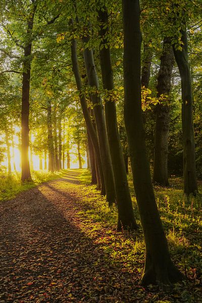 Bospad van Dirk van Egmond