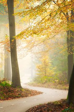 Piste cyclable entre des arbres dorés dans le brouillard sur Koen Boelrijk Photography