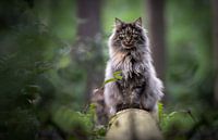 Thorin die Waldkatze