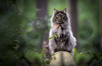 Maine Coon portret bos