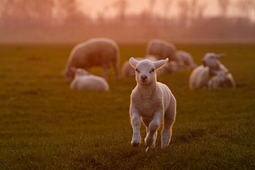 Lammetje in de wei van Nynke Altenburg