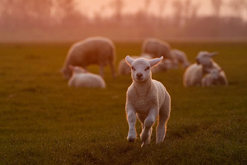Lamb in the meadow by Nynke Altenburg