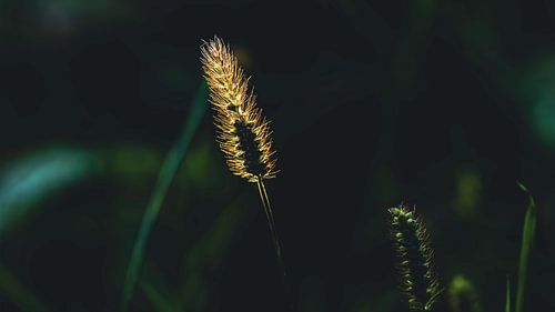 Zonnende graanstengels