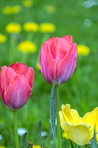 Des beautés roses dans la verdure