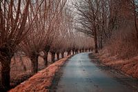 Fühlen Sie die beruhigende Magie dieses Herbstwunders!