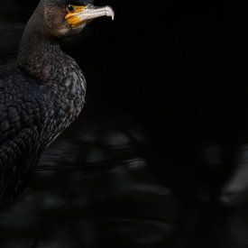 Stil in het zwart - Aalscholver van Skarvaan by Benedict Gertz