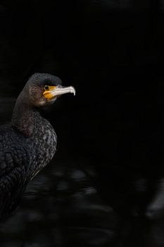 Stille in Schwarz - Kormoran