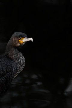 Silence in black - Cormorant by Skarvaan by Benedict Gertz