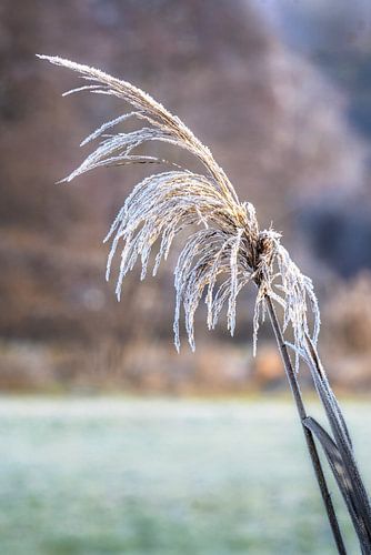 Rietbladeren bedekt met riet