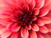 Dahlia in rood van Rogier Droogsma thumbnail