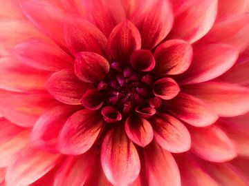 Dahlia in red by Rogier Droogsma