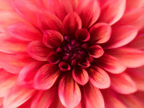 Dahlie in Rot von Rogier Droogsma