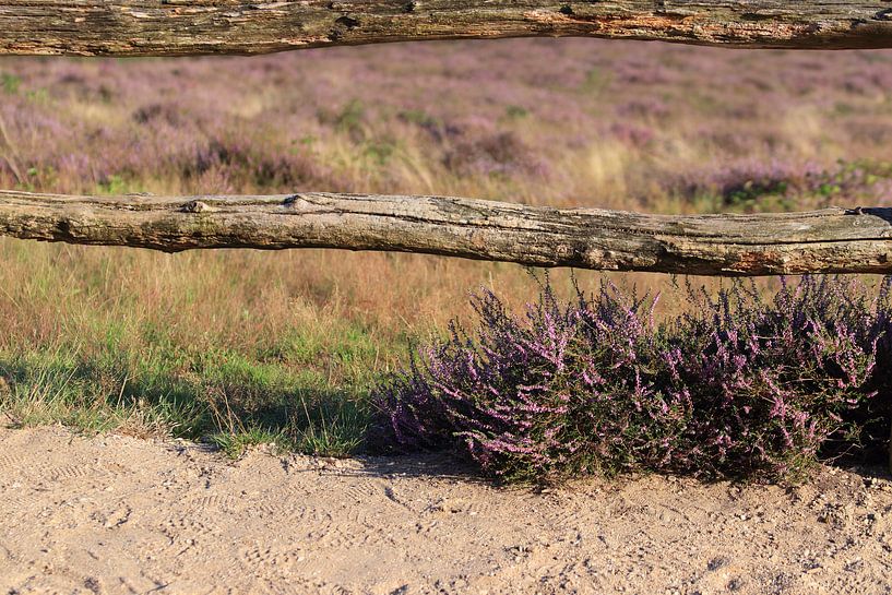 Posbank heide van Bobsphotography