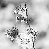L'hiver : les branches couvertes de neige sur Tot Kijk Fotografie: natuur aan de muur