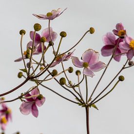 Herbst von Frank Lavooij