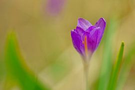 Crocus flower, delicate and filigree depicted by Martin Köbsch